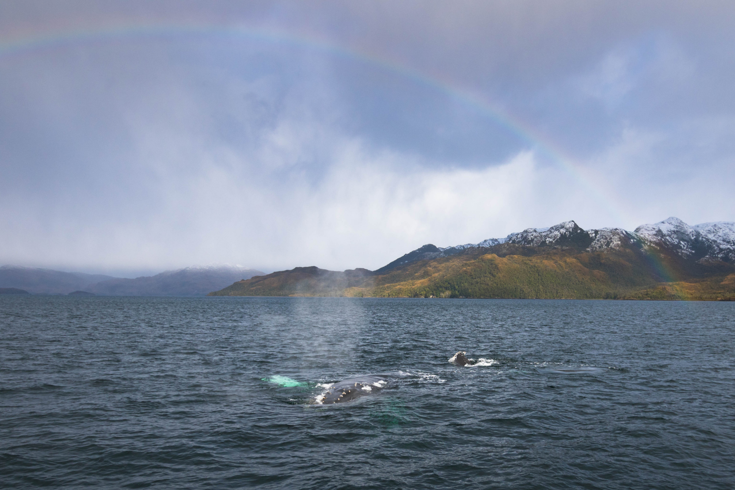 francisco coloane marine park (3).webp